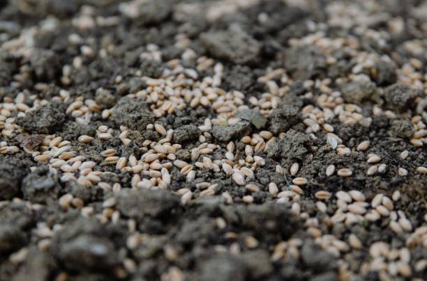 istock Wheat seeds on the earth 1072117506