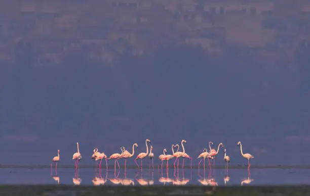 The greater flamingo (Phoenicopterus roseus) suffers from low reproductive success if exposed to disturbance at breeding colonies (e.g. from tourists, low-flying aircraft and especially all-terrain vehicles , or if water-levels surrounding nest-sites lower (resulting in increased access to and therefore predation from ground predators such as foxes and feral dogs) . The lowering of water levels in lakes can also lead to hyper-salinity which may affect food resources . Other threats to the species's habitat include effluents from soda-ash mining , pollution from sewage and heavy metal effluents from industries . The species also suffers mortality from lead poisoning , collisions with fences and powerlines , and from diseases such as tuberculosis, septicemia and avian botulism . Utilisation In Egypt large numbers of adults are shot or captured to be sold in markets and egg collecting from colonies occurs in some areas this may become a threat.