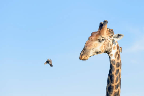 Red-billed Oxpeckers (Buphagus erythrorhynchus), on the giraffe (Giraffe camelopardalis), Kruger National Park, South Africa