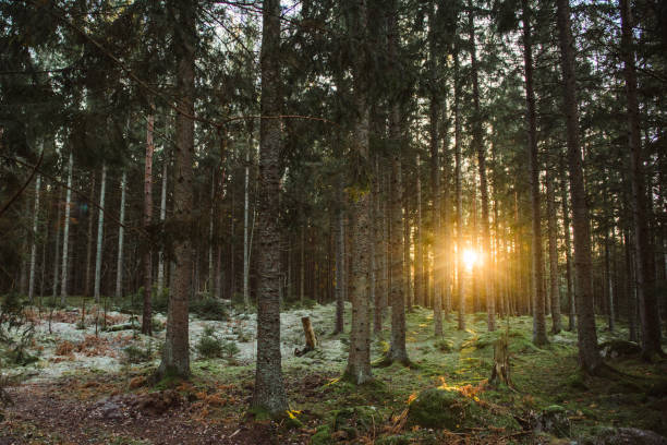 istock Beautiful winter nature landscape in november 1072117962