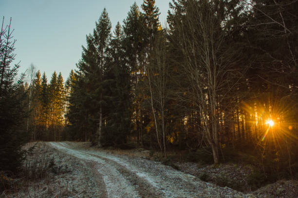 Beautiful winter nature landscape in novemberForest trees and sunlight on sunny afternoon in sunset backlit
