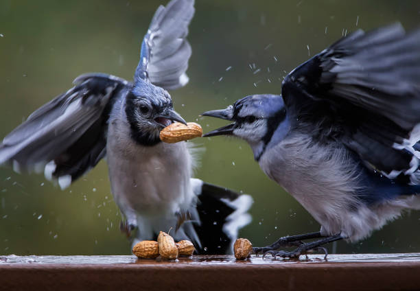istock Food fight 1072118118