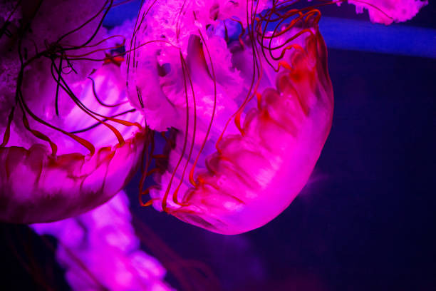 Jellyfish stock photo