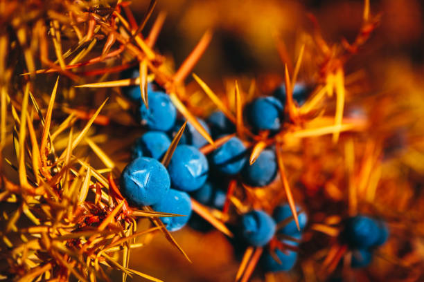 A juniper branch with blue berries, autumn. Juniper fruiting, close up. Alpine mountain nature. A juniper branch with blue berries, autumn. Juniper fruiting, close up. Alpine mountain nature. juniperus oxycedrus stock pictures, royalty-free photos & images