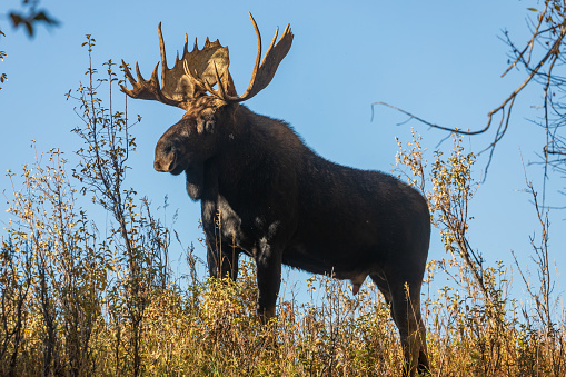 a bull shiras moose during the fall rut in Wyoming