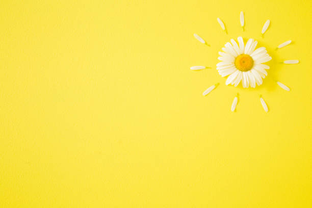 sun shape created from fresh white daisy on bright yellow background. wild flower. greeting card. mockup for positive idea. empty place for inspirational, happy, cute text, quote or sayings. top view. - chamomile daisy sky flower imagens e fotografias de stock