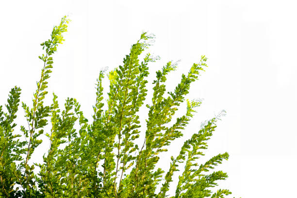 istock Isolate of tree branch or stick with white background. 1072123516
