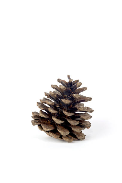 istock Brown pine cone on white background photographs 1072126122