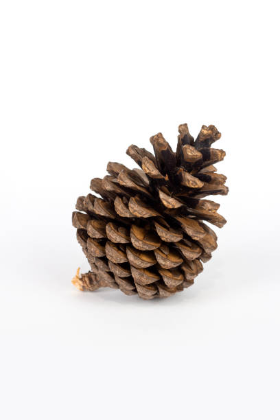 istock Brown pine cone on white background photographs 1072126170