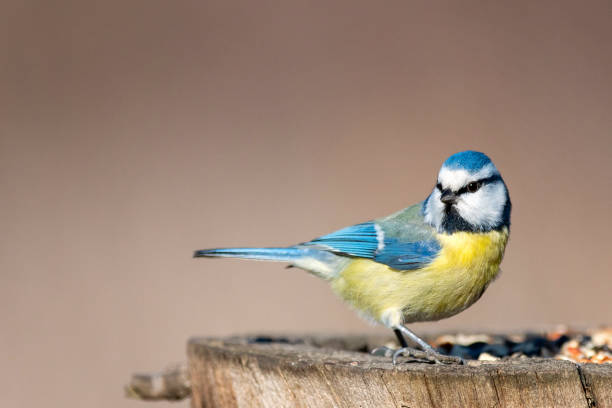 istock Blue tit, Cyanistes caeruleus, sitting on a stump. 1072129622
