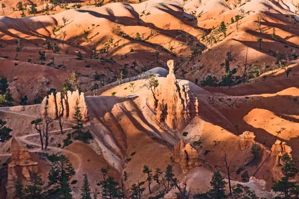beautiful landscape in Bryce Canyon with magnificent Stone formation and old tree on sandstone underground