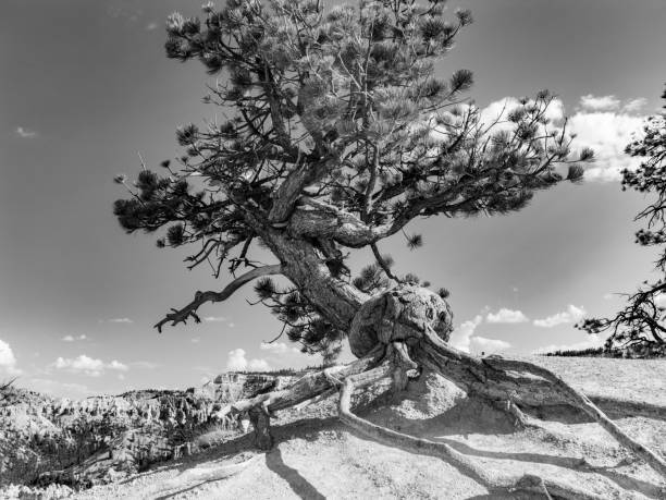 istock beautiful landscape in Bryce Canyon with magnificent Stone formation 1072134492