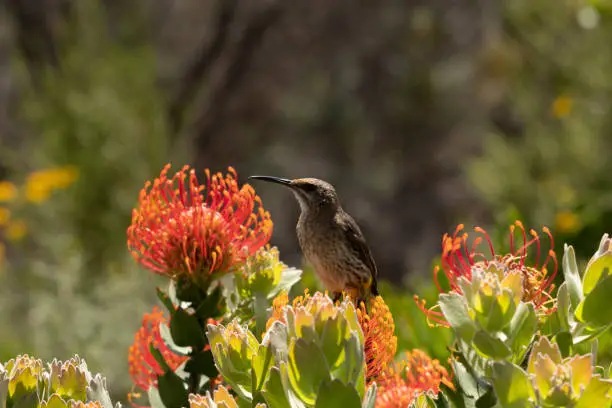 Cape Sugar bird, male,  (Promerops cafer), sitting upright on orange Pin Cushion Protea flower, p(Leucospermum cordifolium ), South Africa