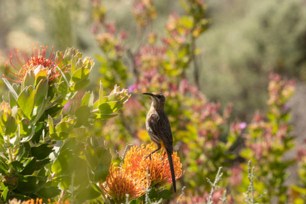 istock Cape Sugar bird, male,  (Promerops cafer) 1072134588