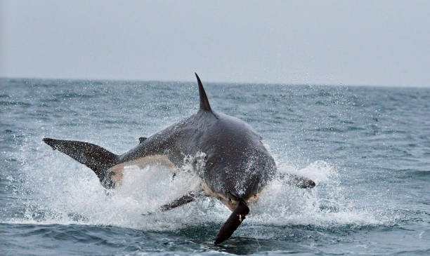 istock Great White shark breach, Seal Island. 1072136052