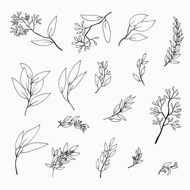 손으로 그린 유칼립투스 나뭇가지의 집합 - twig stock illustrations