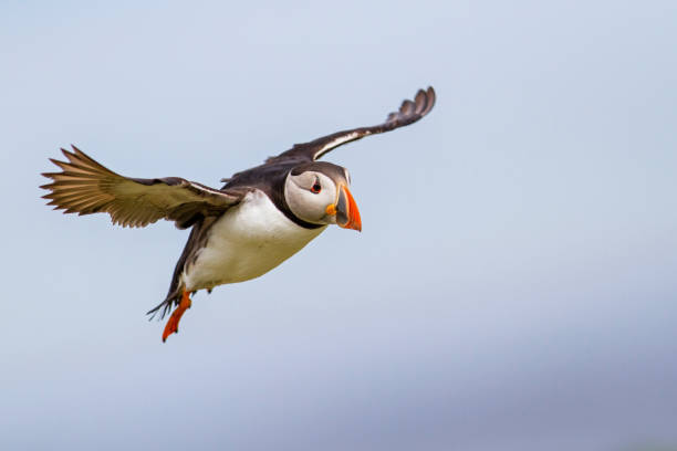istock Atlantic puffin - Farne Islands - England - United Kingdom 1072137626