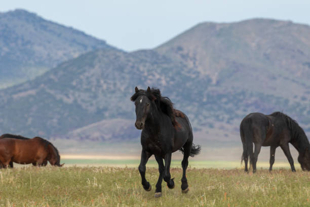 istock Wild Horses in the Utah Desert 1072138168