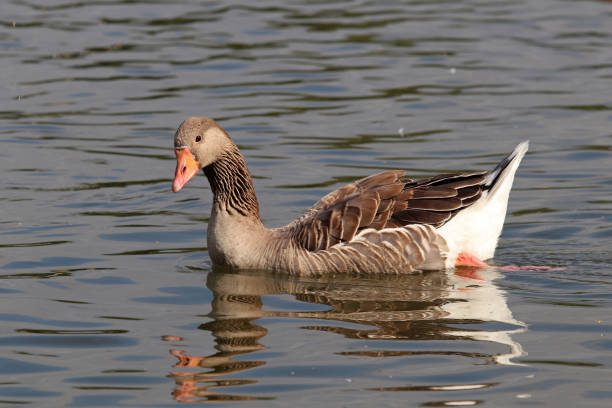 istock An ashy goose on the Moselle. 1072140388