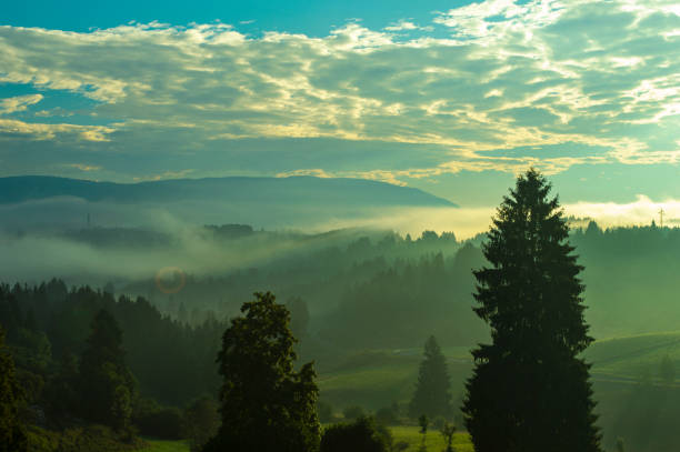 istock Sunrise In The Woods 1072143200