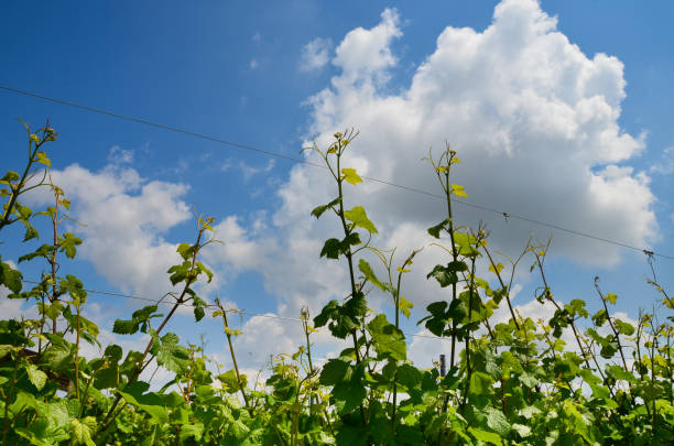 Vineyard branches grape sky clouds stock photo