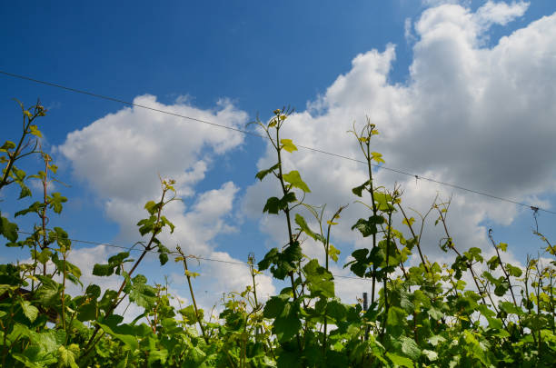 Vineyard branches grape sky clouds stock photo