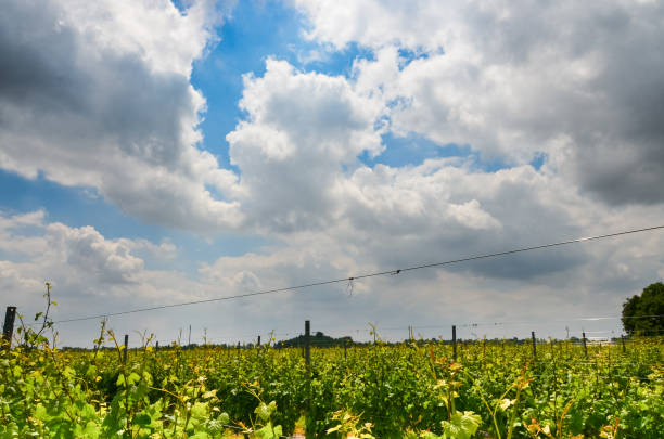 Vineyard branches grape sky clouds stock photo