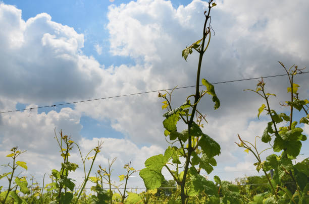 Vineyard branches grape sky clouds stock photo