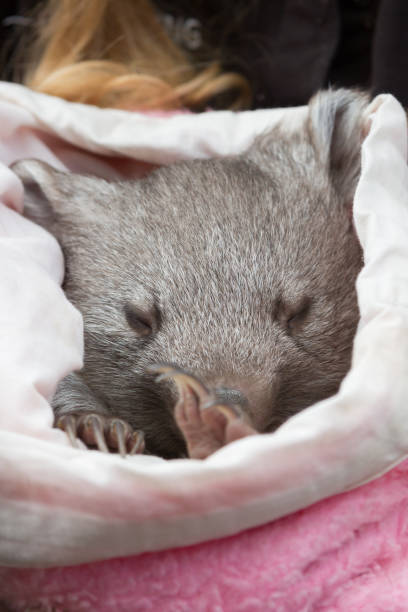 baby common wombat - common wombat imagens e fotografias de stock