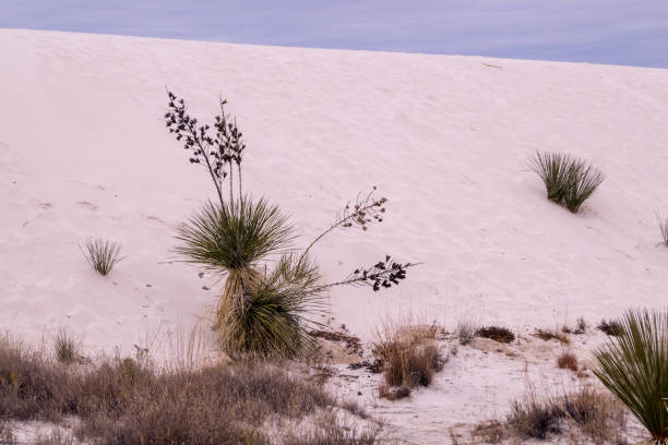 istock Soaptree Yucca growing in White Sands National Monument 1072145134