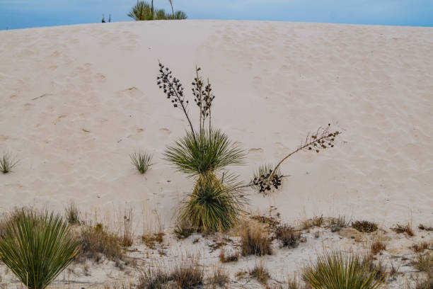 istock Soaptree Yucca growing in White Sands National Monument 1072145158