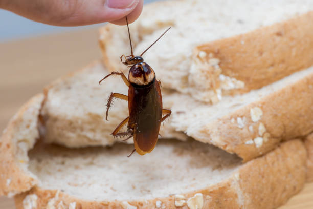 istock Close up of cockroach on a Whole wheat bread 1072145328