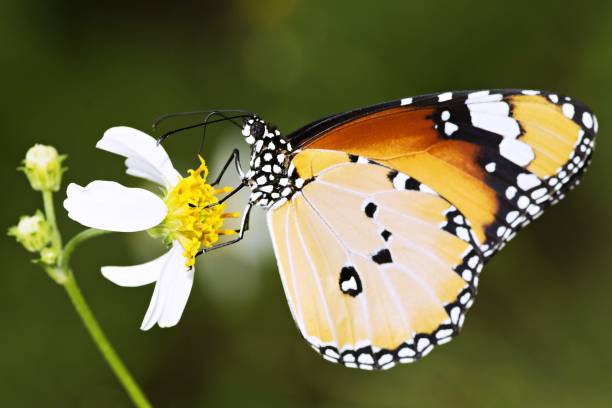 istock Butterfly drinking juice from flower. 1072145772