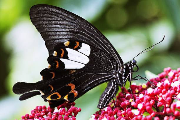 istock Butterfly drinking juice from flower. 1072146568