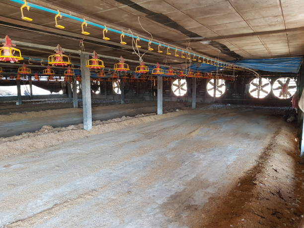 Poultry farm Farm, Animal, Chicken - Bird, Poultry, tool, Livestock Barn Ventilation System stock pictures, royalty-free photos & images