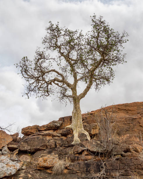 Large-leaved Rock Fig A Large-leaved Rock Fig tree in Limpopo bushveld photos stock pictures, royalty-free photos & images
