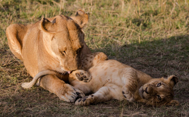 istock Lioness grooming lion cub 1072154262