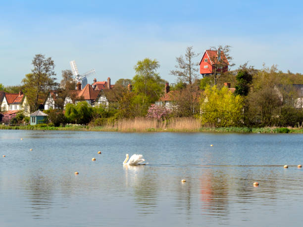 istock Swan on Thorpeness Meare, Suffolk 1072154280