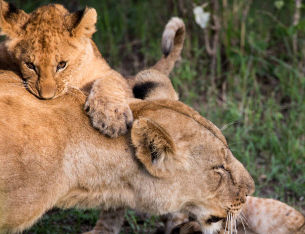 istock Lion cub playing with mother 1072154358