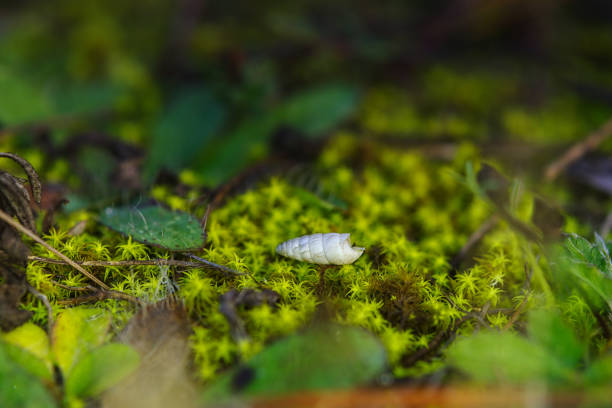 Macro image of the green moss on the forest ground