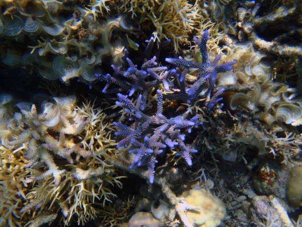 istock Wonderful coloured coral reef in Sulawesi 1072158432