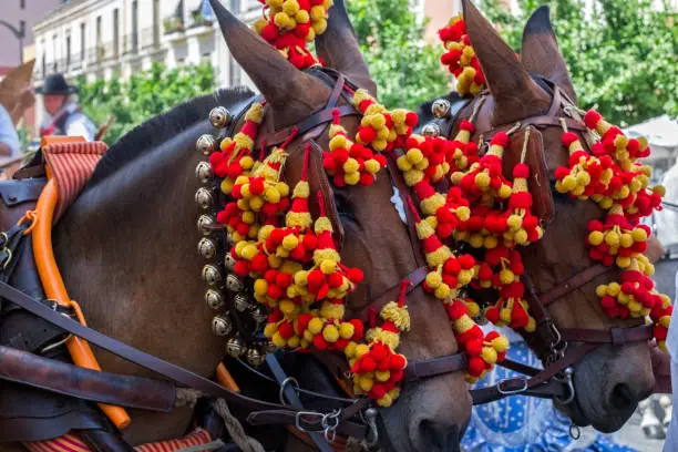Photo of Brightly decorated horses
