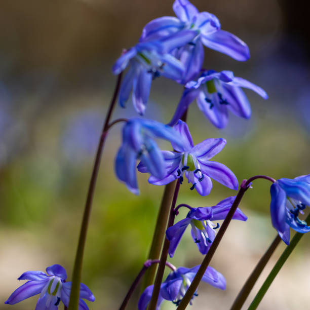 istock blue scilla flower in a forest glade 1072163374