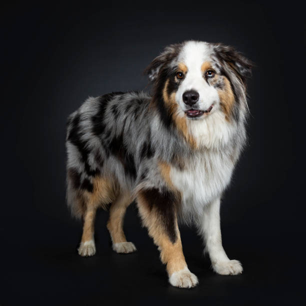 istock Handsome Australian Shepherd dog standing half side ways looking straight ahead in lens with brown and blue spotted eyes. Mouth closed. Isolated on black background. 1072164578