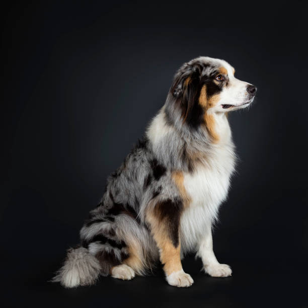 istock Handsome Australian Shepherd dog sitting side ways looking straight ahead en profile with brown and blue spotted eyes. Mouth closed. Isolated on black background. 1072164588