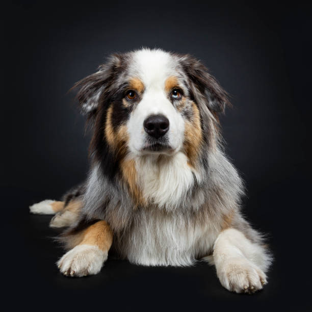 istock Handsome Australian Shepherd dog laying front view looking straight at camera with brown and blue spotted eyes. Mouth closed. Isolated on black background. 1072164656