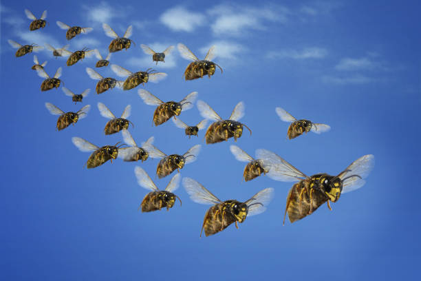 dangerous wasps attack in flight insect summer