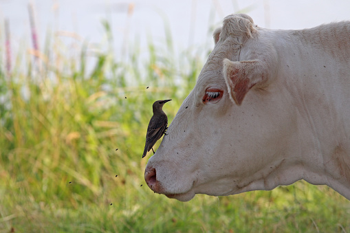 15 july 2018, Basse Ham, Moselle, Lorraine, France. A common starling settles on a white cow to try to catch the flies that are on the cow's coat.