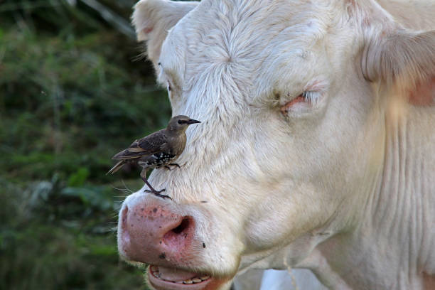 istock the cow and the starling. 1072167106