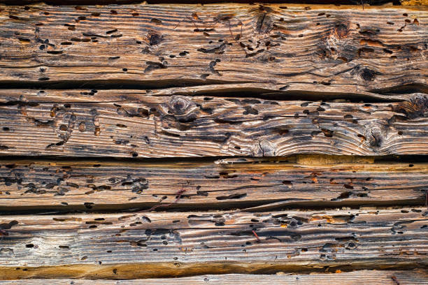 Termites eat old and decayed wooden planks stock photo